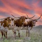 texas2